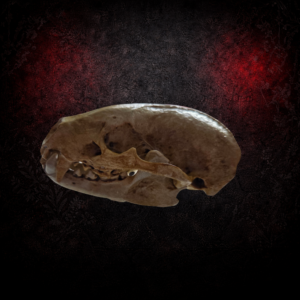 Resin Hand Painted Badger Skull – Articulated Jaw – Gothic Decor – Dark Natural Display