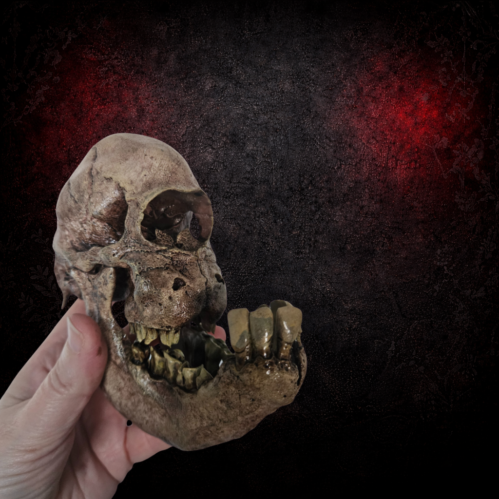 Cyclops calf skull gothic oddity decor