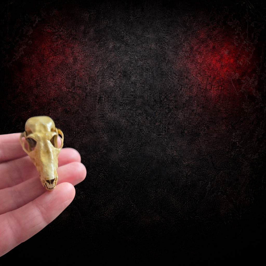 Life Size Fruit Bat Skull – Resin Museum Replica – Gothic Oddity Decor – Natural History Display