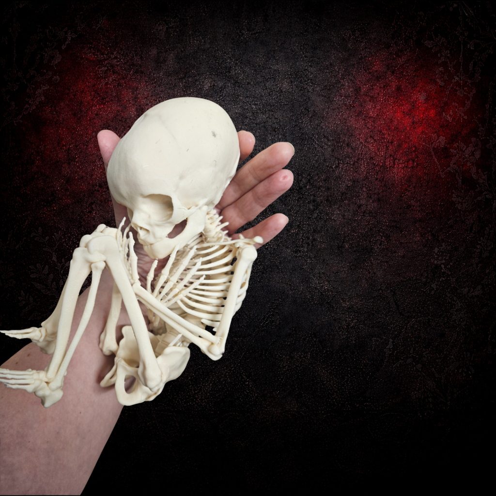 Detailed fetus skeleton figurine dark curiosity display