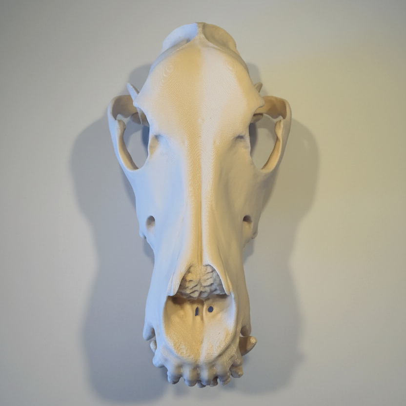 Life sized German Shepherd skull faux taxidermy display piece with hand painted aged bone finish