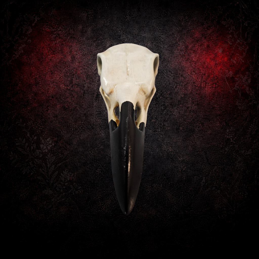 Decorative raven skull anatomical oddity
