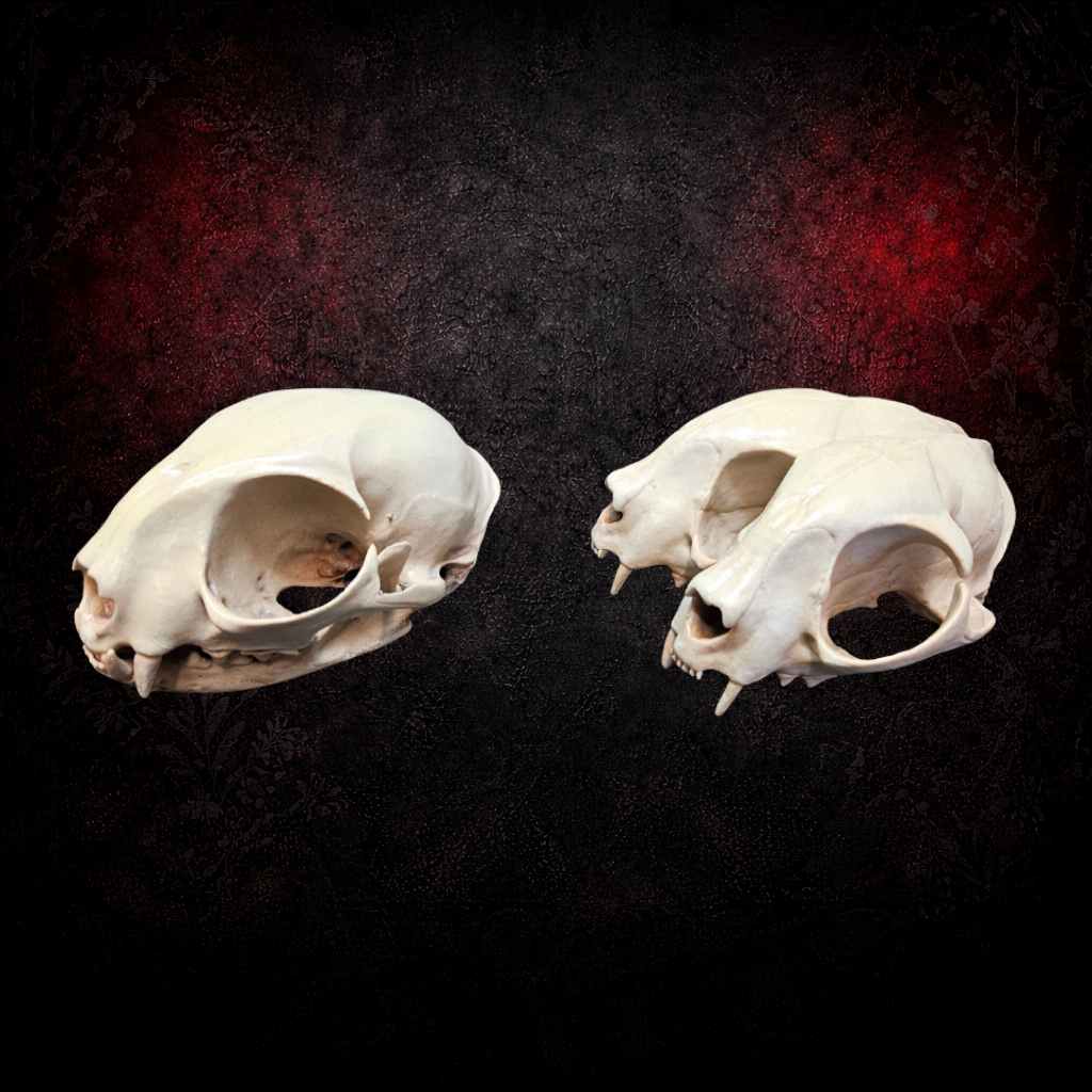 Cat skull replica curiosity display ornament