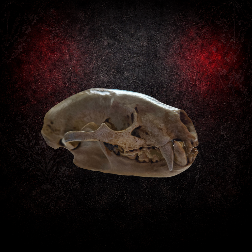 Resin Hand Painted Badger Skull – Articulated Jaw – Gothic Decor – Dark Natural Display