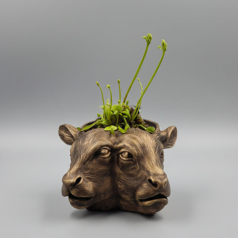 Bronze conjoined cow planter hand painted on 3D printed black plastic with Venus flytrap plant, available in small and large sizes for gothic home décor.