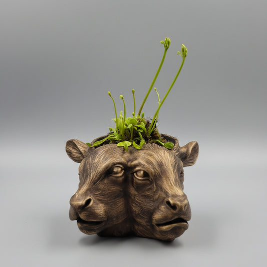 Bronze conjoined cow planter hand painted on 3D printed black plastic with Venus flytrap plant, available in small and large sizes for gothic home décor.