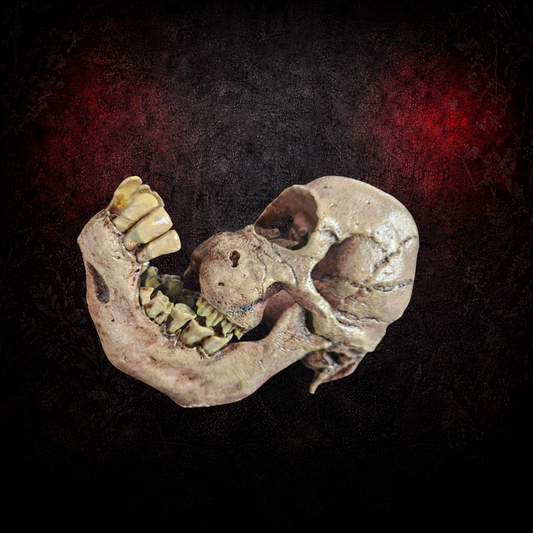 Cyclops calf skull replica anatomical oddity