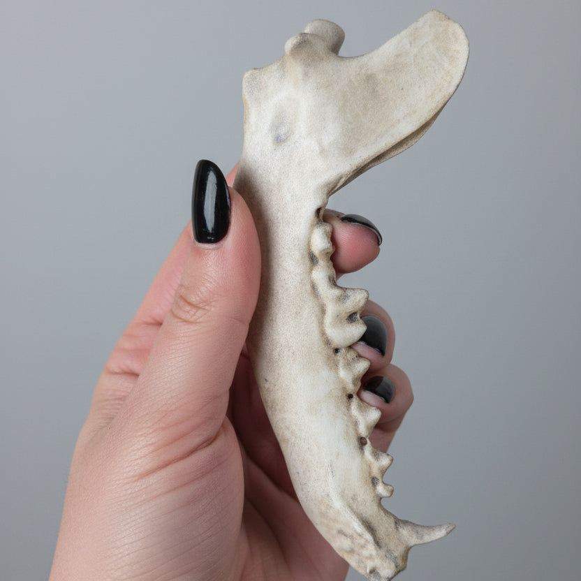 Faux fox jaw ornament for dark academia, witchy and alternative home decor collections