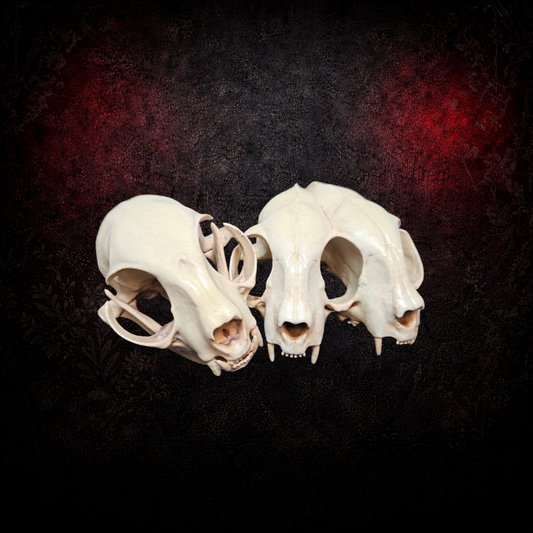 Faux taxidermy cat skull gothic oddity ornament