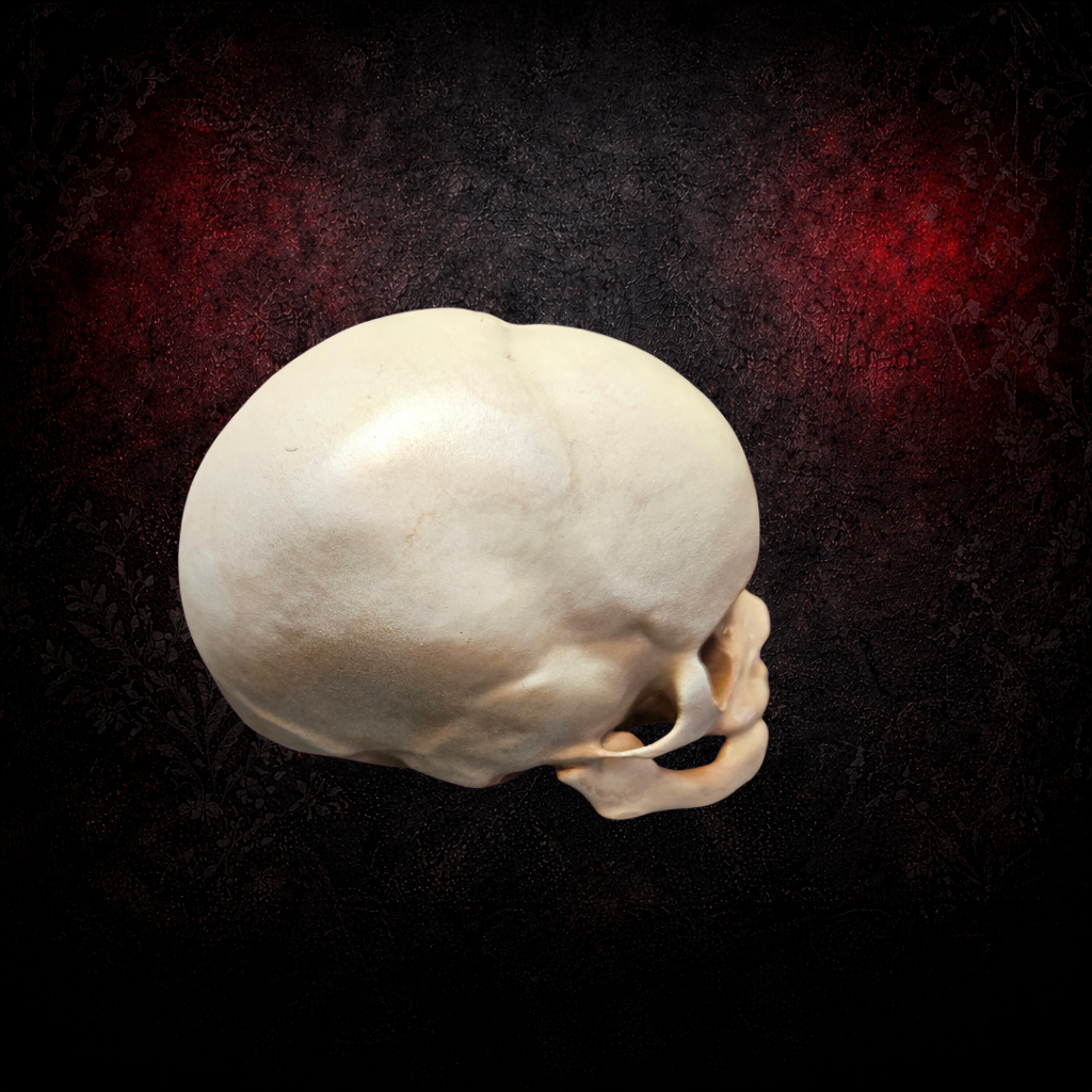 Fetus skull curiosity cabinet specimen display