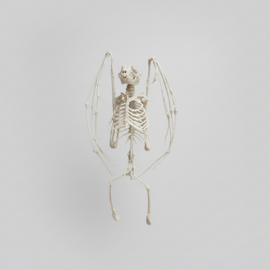 Hand painted fruit bat skeleton figurine with wings spread front view