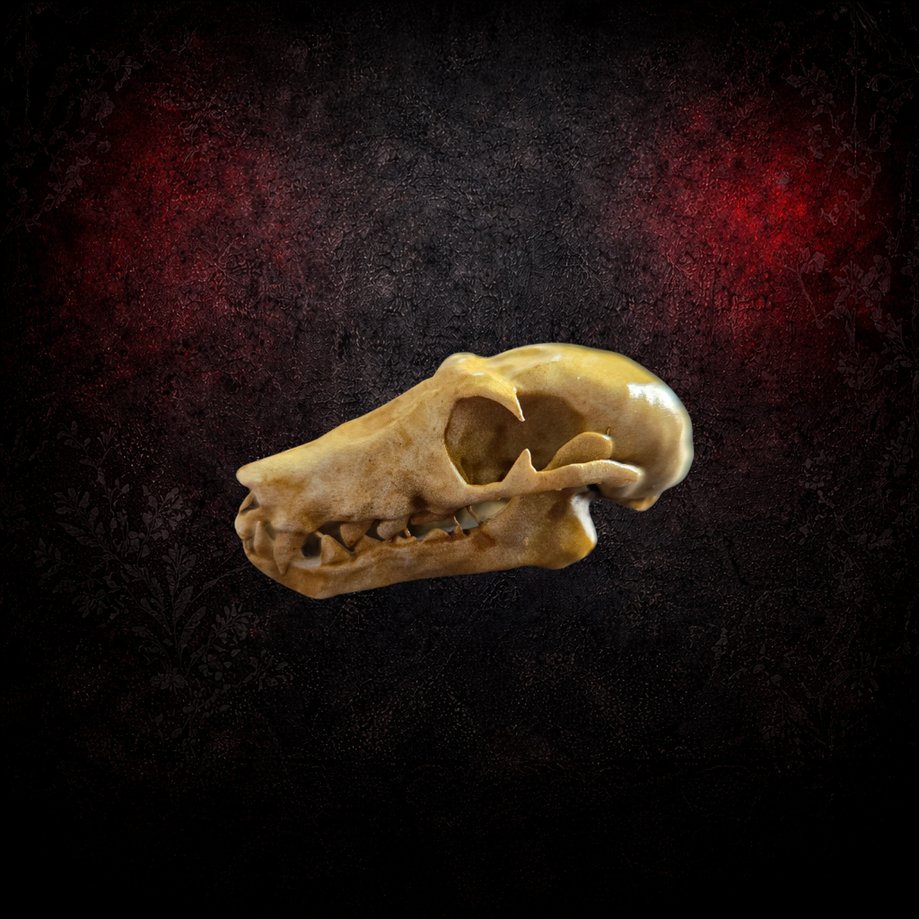 Life Size Fruit Bat Skull – Resin Museum Replica – Gothic Oddity Decor – Natural History Display