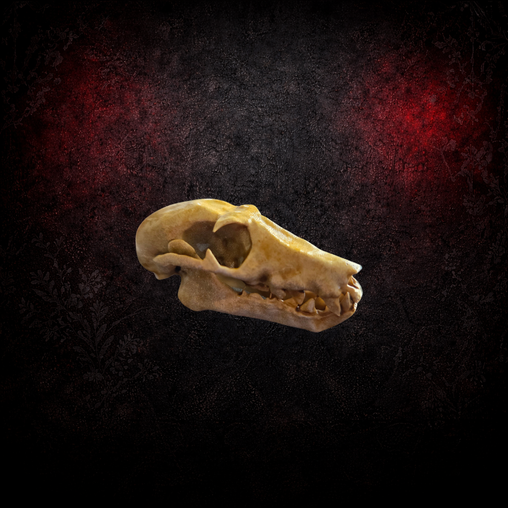 Life Size Fruit Bat Skull – Resin Museum Replica – Gothic Oddity Decor – Natural History Display