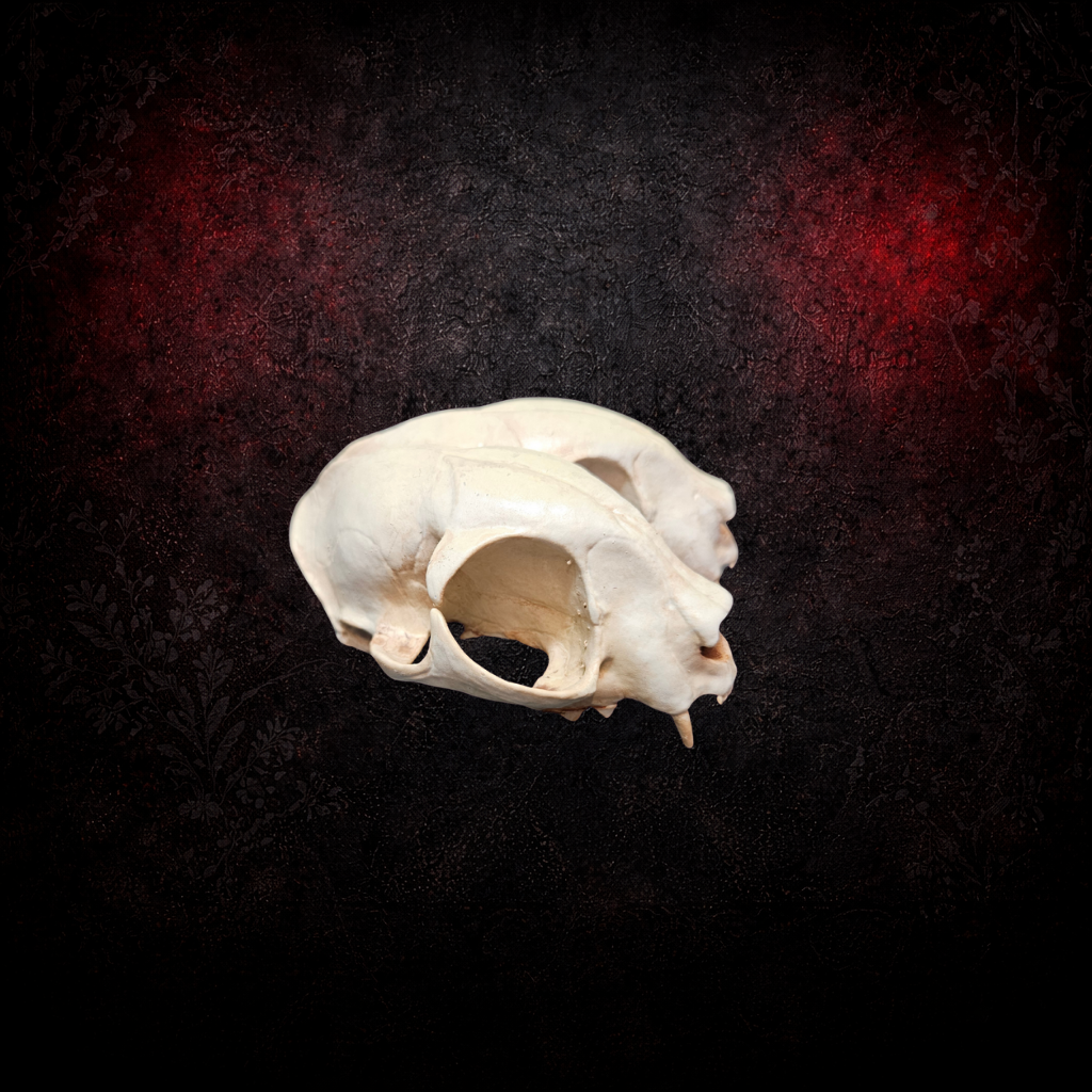 Faux taxidermy cat skull gothic home decor