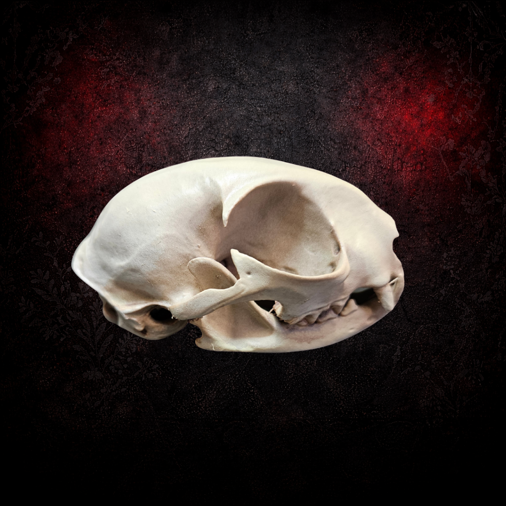 Gothic cat skull curiosity cabinet decor