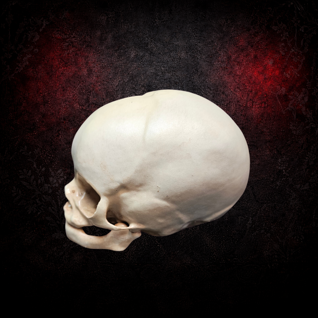 Gothic fetus skull anatomical replica decor