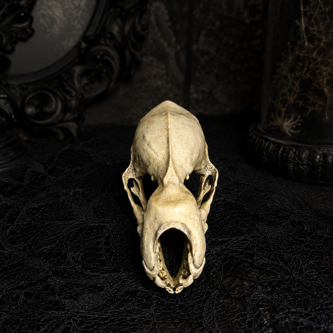 Faux Lesser Horseshoe bat skull mounted as gothic wall art with realistic aged bone finish.