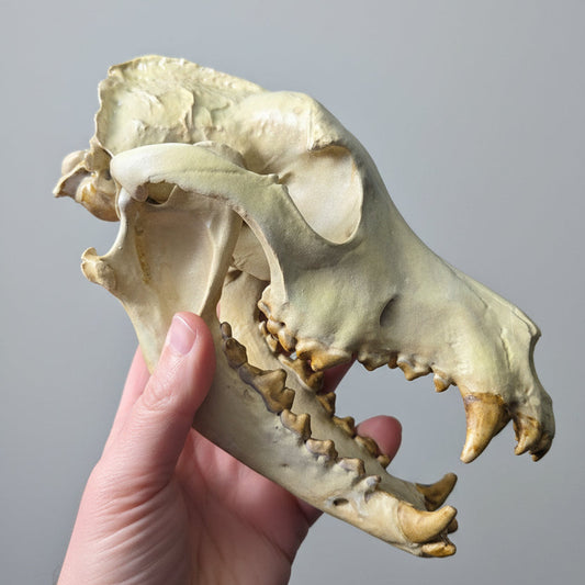 Hand holding a life sized German Shepherd faux skull replica with articulated jaw, hand painted in realistic bone tones by Darkmoon Designs.