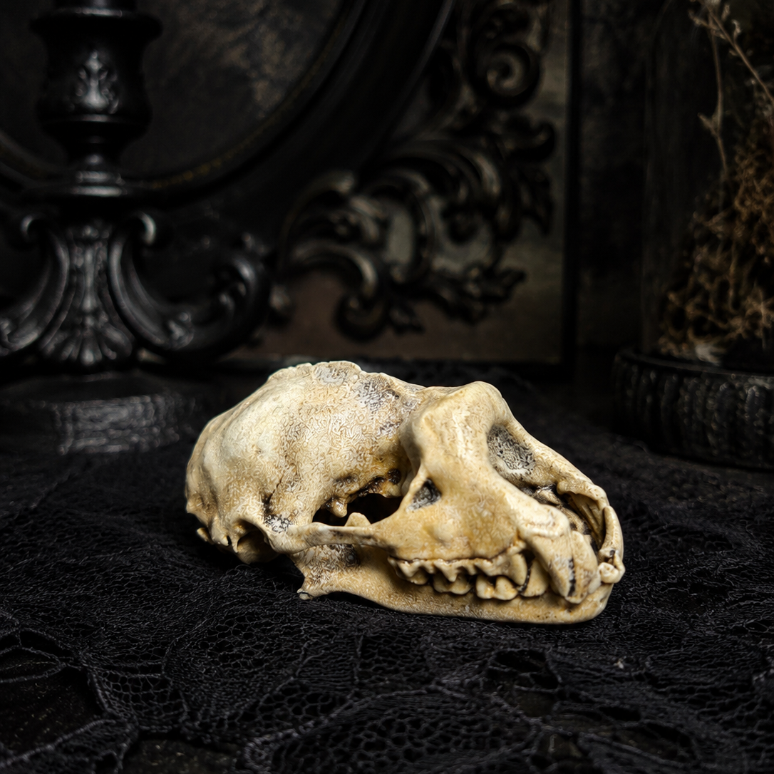 Hand painted resin Lesser Horseshoe bat skull inspired by Victorian curiosity and oddity collections.