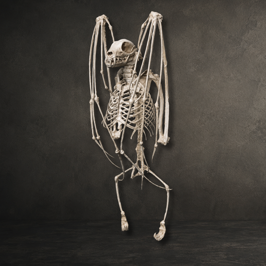 Hand painted resin printed fruit bat replica skeleton with realistic bone finish for gothic décor and curiosity cabinet displays.
