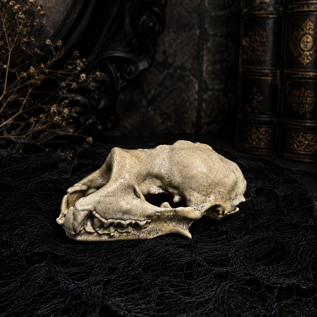 Hand painted Lesser Horseshoe bat skull faux taxidermy resin wall display for gothic home décor.