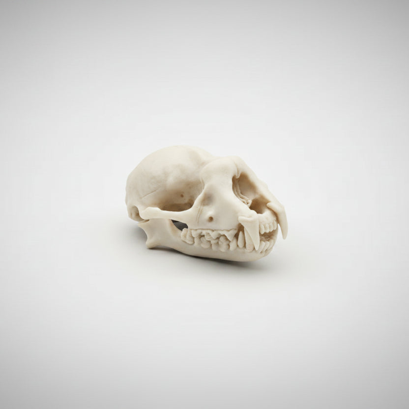 Detailed Lesser Horseshoe Bat skull replica displayed as gothic curiosity decor