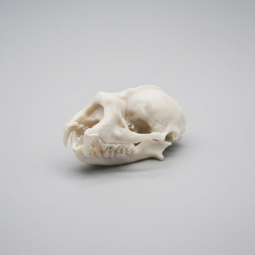 Side view of Lesser Horseshoe Bat skull replica with realistic anatomical detailing