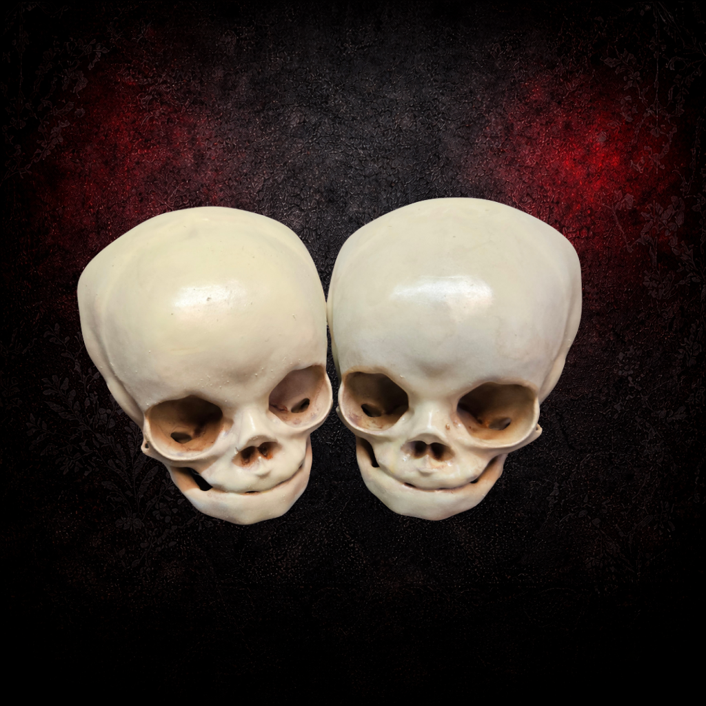 Life size fetus skull replica anatomical oddity
