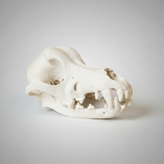 Life sized Dachshund skull faux taxidermy replica with realistic aged bone detailing