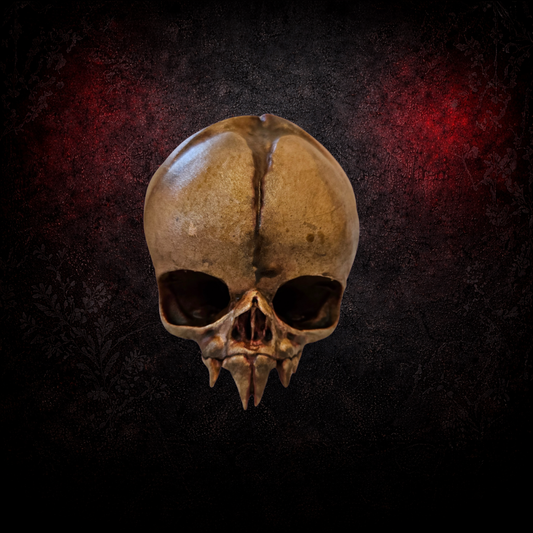 Nosferatu fetus skull replica gothic oddity