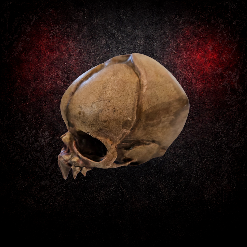 Nosferatu skull replica dark decor ornament