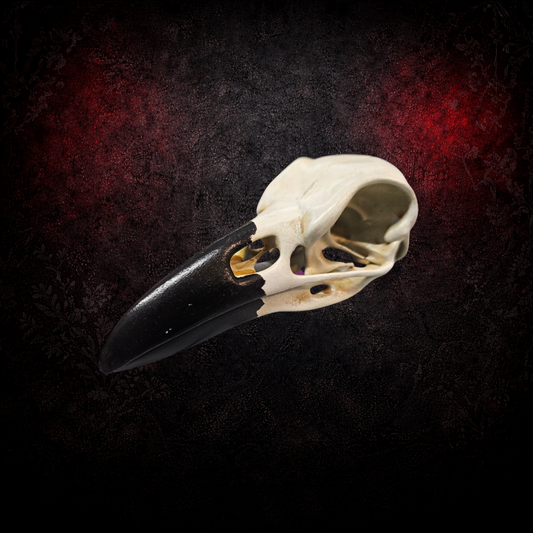 Raven skull faux taxidermy gothic oddity ornament