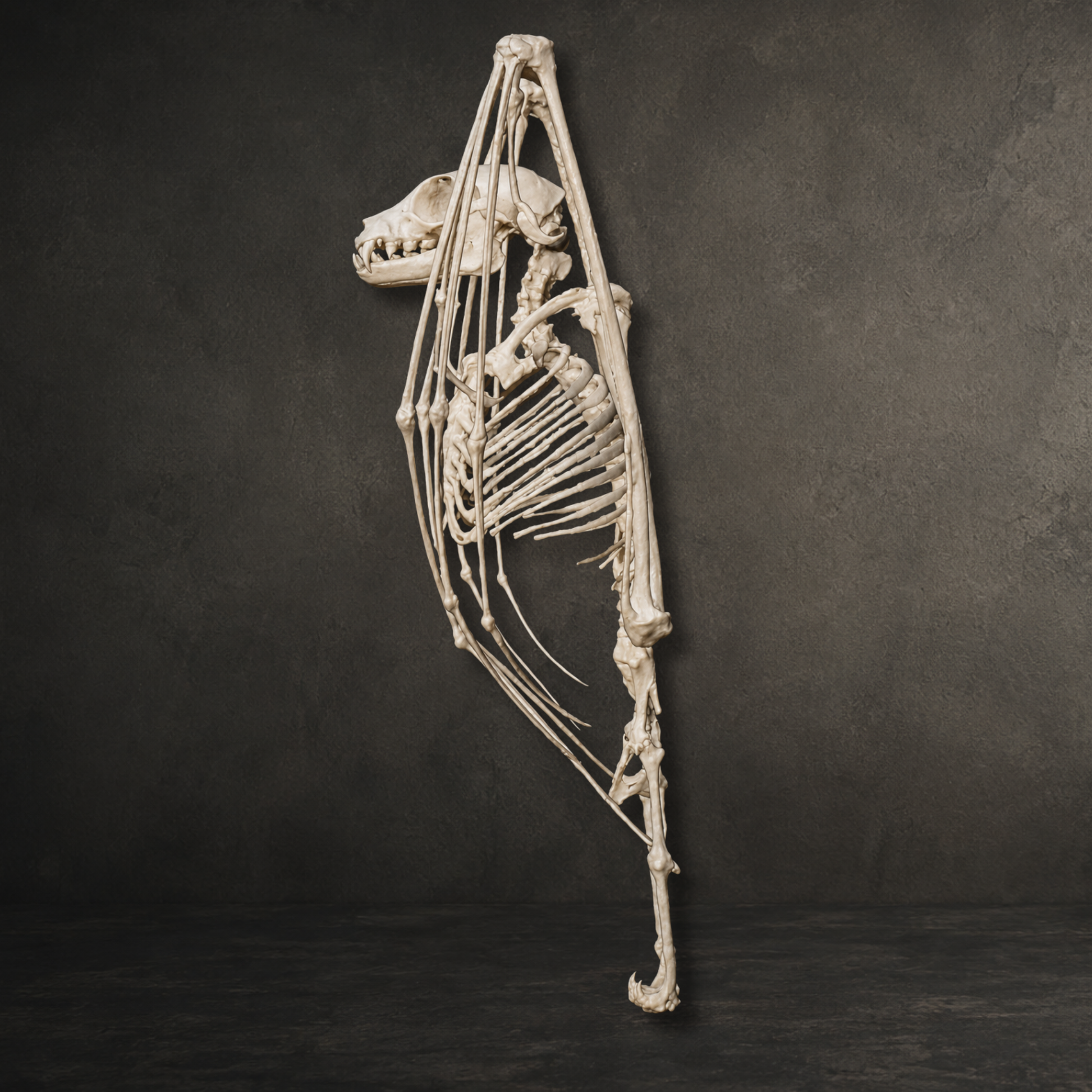 Highly detailed resin printed fruit bat skeleton replica, individually hand painted in an aged bone finish for natural history and dark academia collections.