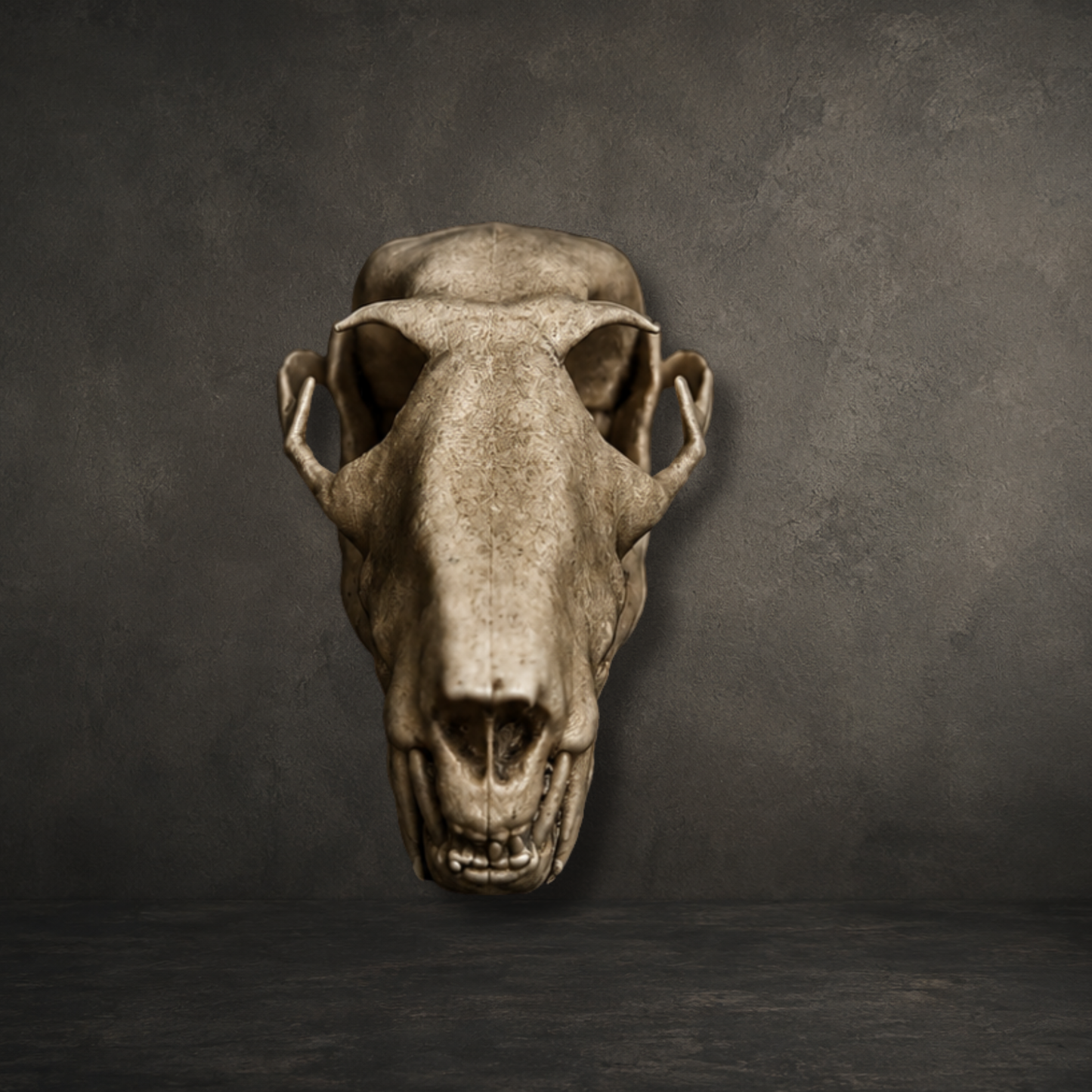 Realistic resin printed fruit bat skull replica with hand painted finish for curiosity cabinet or dark academia display.