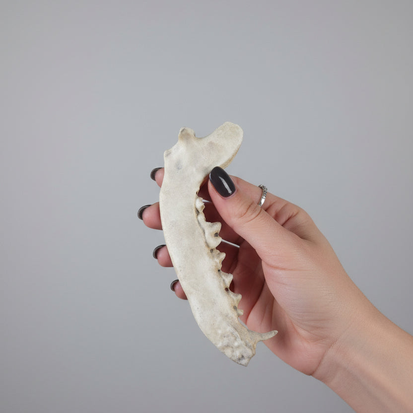 Detailed side view of faux fox jaw replica showing realistic tooth and bone texture