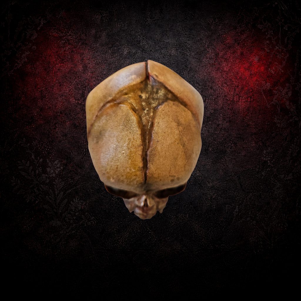 Vampire fetus skull curiosity cabinet specimen
